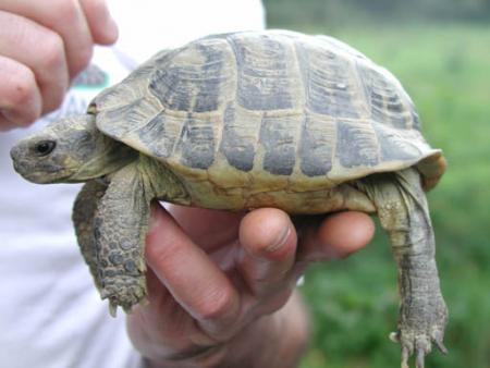 tortue