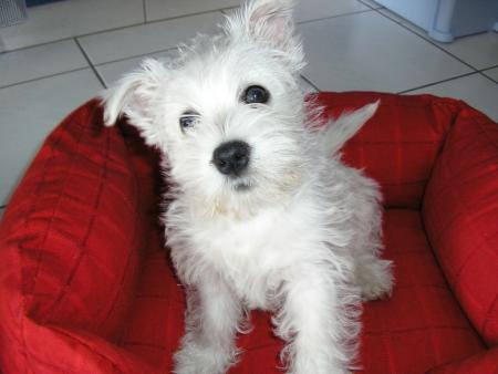 trop mimi
