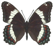 papillon