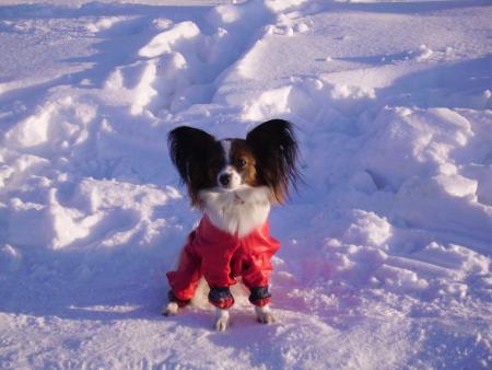 le chien